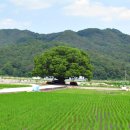 야로경로당 이미지