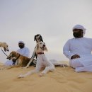 프라임 도그 이미지