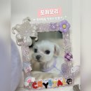 아기자기 반려 동물 옷 만들기 | 석촌역이색체험 나만의 탑로더 만들기 원데이클래스 반려동물 추억함 사진홀더 | 포메모리