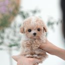 미유펫강아지고양이청주점(미용,위탁관리) | 청주강아지분양 미유펫 올바르게