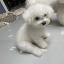 멍블리 펫 이미지