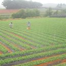 빛들마을 이미지