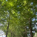 향설 | [공주 여행] 메타세콰이어길 산책 & 한옥 카페 향설 – 흑임자 도깨비 빙수 솔직 후기