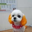 오늘도 귀엽개 이미지