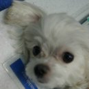 24시청주i동물병원 이미지