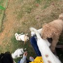 예쁜이모집 | [반려마루 화성] 241114 유기견봉사 오후 후기 - 사랑스러운 아이들 보고가세요 !