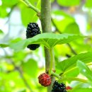 황포냉면 이미지