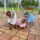 착한강아지 이미지