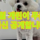 꾸미독 동탄애견미용 이미지