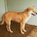 아름다운 개 이미지