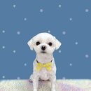 하얀이언니네 이미지