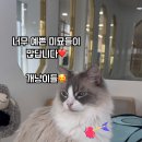 랙돌카페냐옹 이미지