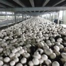 2024-90 도로점용허가 승계 | [경기 양평] 400kW 확보 스마트팜·농산물 물류 인프라 매각 (도로점용허가 완료)