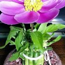 식물 이야기로 생활속에서 힐링 이미지