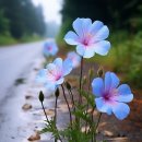 홍천중앙시장 이미지