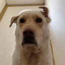 댄싱도그 이미지