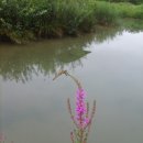 새재의아침 이미지