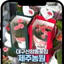 대구농원 - 예산군 신원길 216-9 | 대구꽃배달 카네이션 추천｜신암동꽃집 가정의날 선물 대구화분배달 제주농원 후기