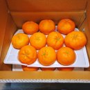 푸른 제주 | [제품]_설 선물세트 추천/맑고 푸른제주 레드향 내돈내산 솔직후기/과즙, 당도 모든게 완벽했다.