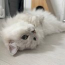 바로병원 | 고양이 방광염 치료 후기, 이런 증상이면 바로 병원 가세요!