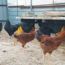 시골닭 농장 이미지