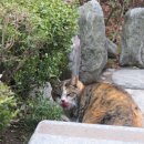 게으른고양이 이미지