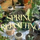 홍콩호프 - 영등포구 | 후 새 잎 내는 우리집 식물들💚 나비란, 싱고니움, 홍콩야자, 커피나무, 몬스테라, 알로카시아 프라이덱...