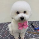 비마인 독 이미지