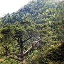 울릉푸른나무 이미지