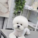 강실장펫살롱 이미지