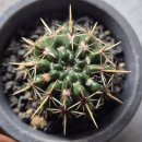 수원-0943 이미지