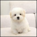 유어펫그루밍