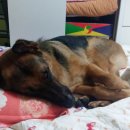 호돌이PC 이미지