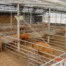 청보리축산 이미지