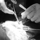 24시 웰니스 동물 의료센터 이미지