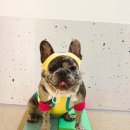 놀러오개 애견유치원 애견호텔 동대문점 이미지