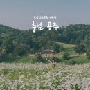 신관 육교 | 주말 나들이 샤스타데이지 만개한 공주 미르섬 산책