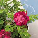 향수겹해당화 폼폰퍼퓸-Pompon Perfume ' Delarosa' 이미지