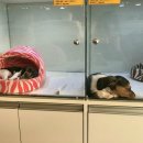 펫매니저(율하점) 이미지