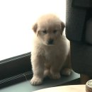 몰리 이미지
