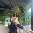 스카이마당 | 파주 마장호수카페 애견동반카페 더스카이카페 방문 후기 l 말렌카 맛집