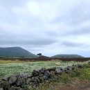 달리오름 이미지