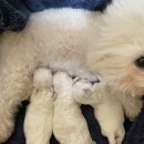 위드퍼피숑 이미지