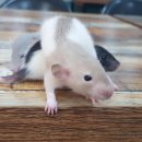 로던트 클럽 이미지