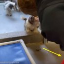 포근하개 이미지