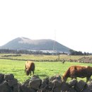 새봄목장 이미지