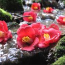 행복한가 이미지