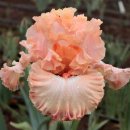 아이리스 이미지