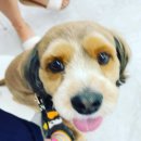 사랑해요동물병원 이미지