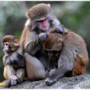 바나나사자 이미지